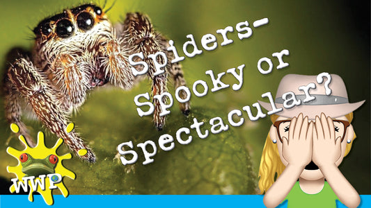 Spiders: Spooky or Spectacular? Unraveling the Eight-Legged Wonders